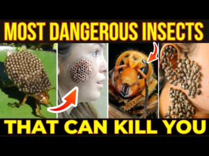 Avoid these 10 insects anytime you see them. The most dangerous insects that can kill you
